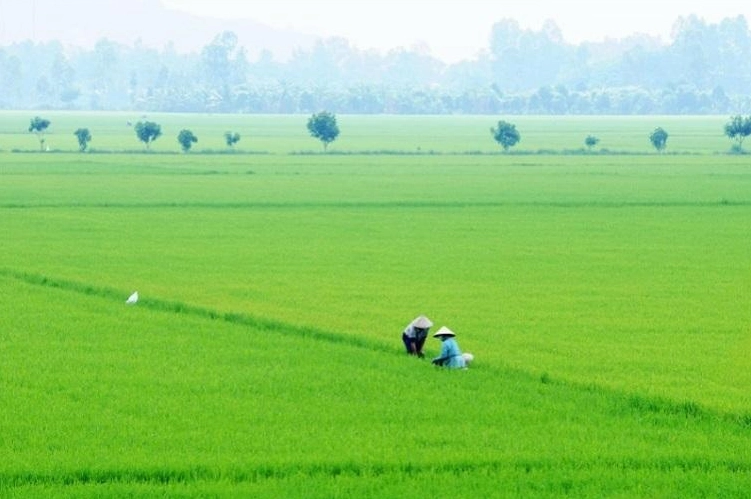 Đất trồng lúa là đất nông nghiệp